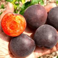 Саджанець абрикос Чорний персиковий